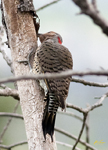 Northern Flicker